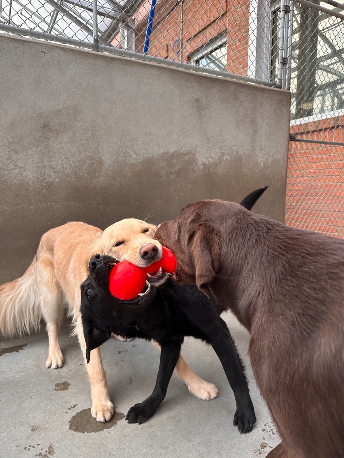 A black Lab, a golden retriever, and a chocolate Lab all hold different parts of the same red rubbery toy. The black Lab grabs the left side of the toy from under the golden retriever holding the center of the toy. The chocolate Lab holds the toy on the right side. The black Lab's angle makes for a not so picture perfect photo of dogs holding onto the same toy.