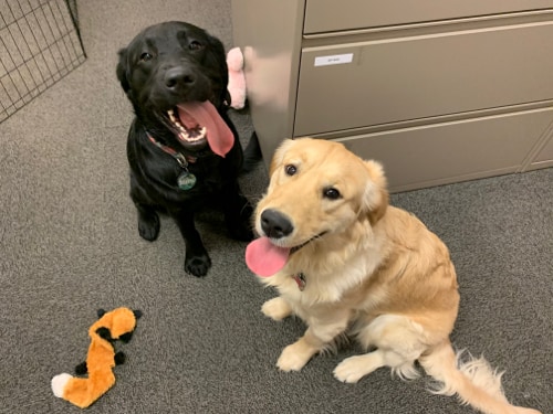 Chance and her buddy Trooper, a black Lab, sit in Tracy's office with two plush dog toys. They're both looking up at the camera with their tongues out.