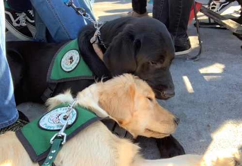 Chance and her buddy Trooper, a black Lab, snuggle together by their puppy raisers' feet. They're both wearing Seeing Eye puppy raising program vests.