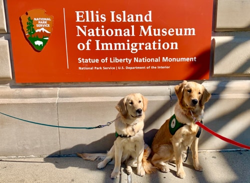 Chance and her brother Crusader, also a golden retriever, sit in front of a sign that reads: Ellis Island National Museum of Immigration, Statue of Liberty National Monument