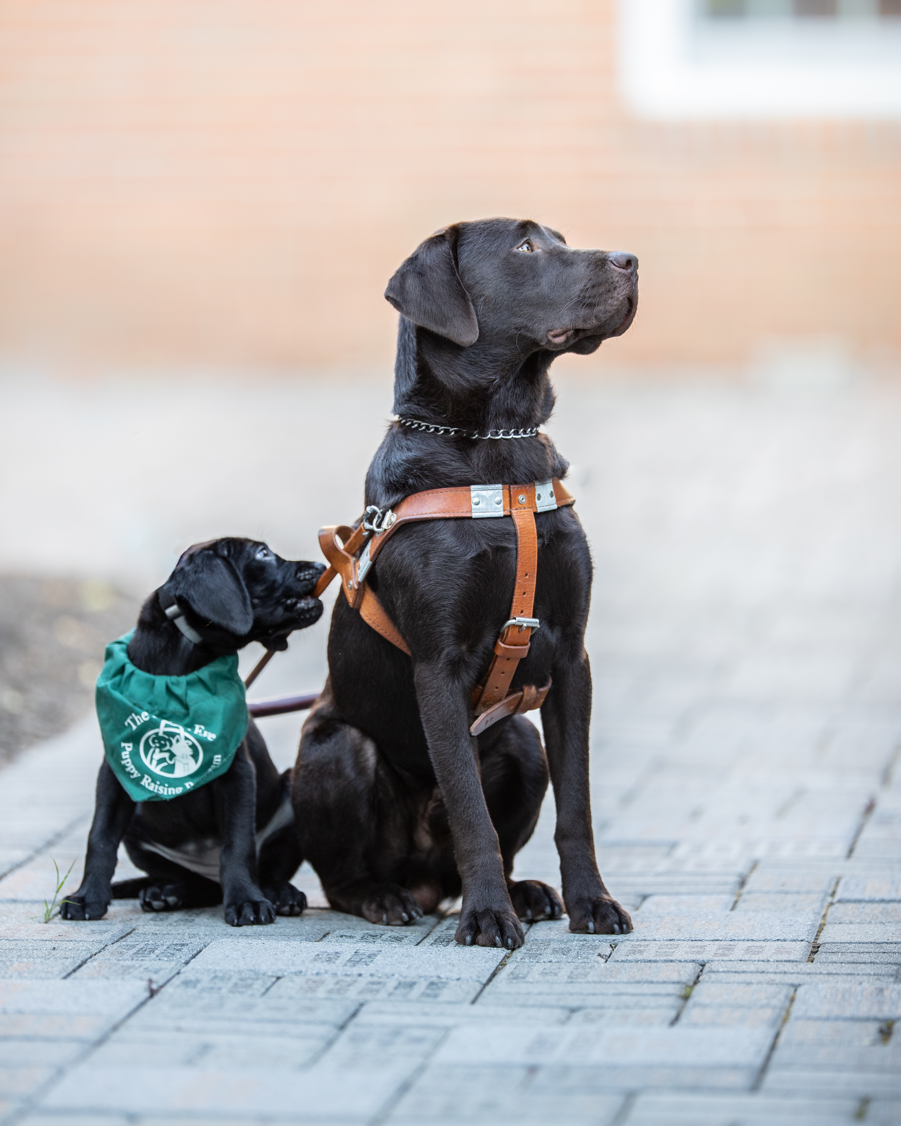 A chocolate Lab wearing a Seeing Eye harness sits looking off to the right on a brick pathway. A small black Lab puppy wearing a green Seeing Eye bandana is seated beside it, leaning back to gently bite the handle of the bigger dog’s harness.