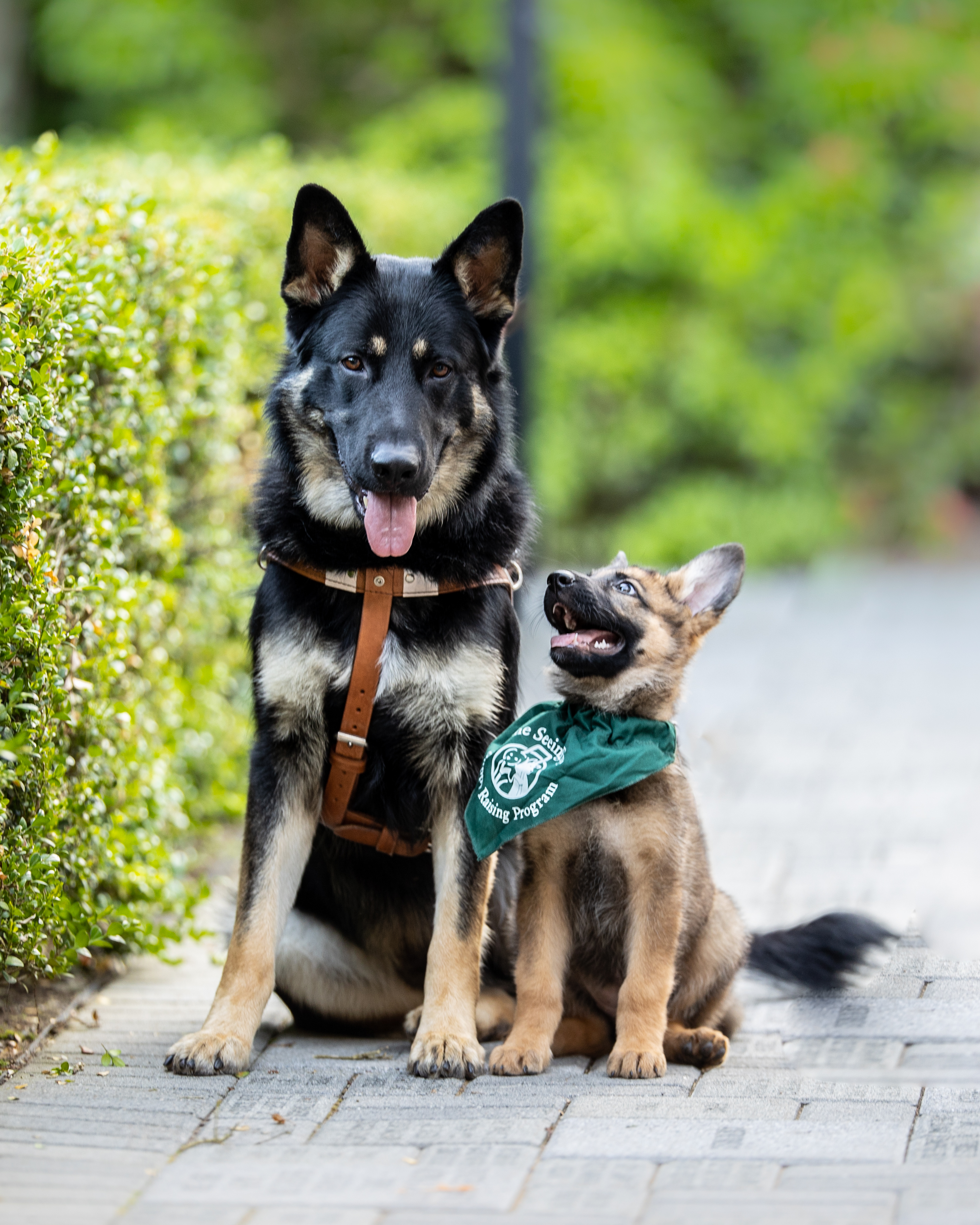 A fully grown German shepherd in harness sits on a brick pathway, looking at the camera with its mouth open and tongue hanging out. A small German shepherd puppy wearing a green Seeing Eye bandana sits beside the bigger dog. The puppy is looking up at the bigger dog, with its mouth and eyes wide open in a goofy expression.