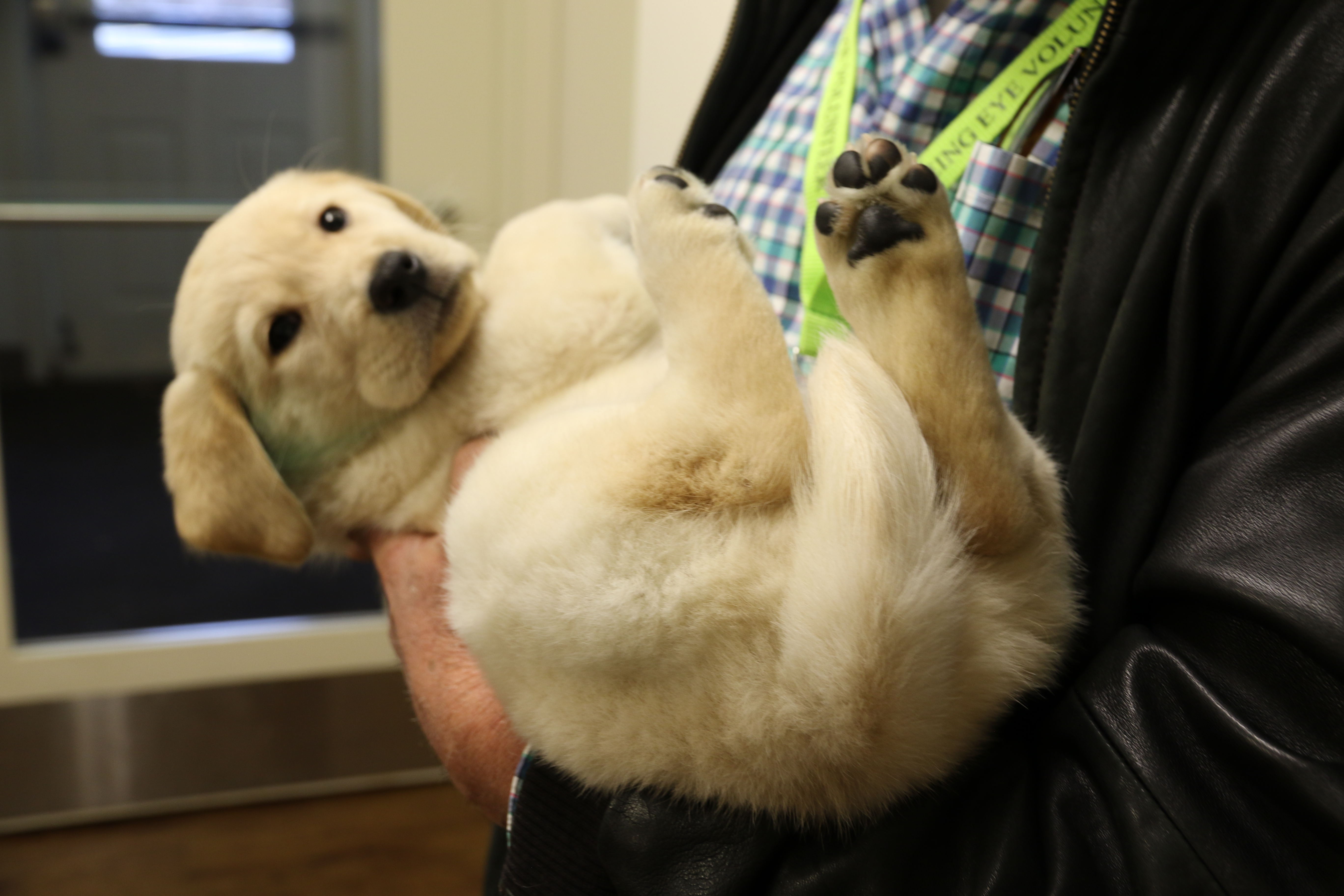 A small yellow Lab puppy is cradled in a person’s arms like a baby. The photo is taken from one side, so the puppy’s head is farthest from the camera and a bit out of focus. Its tail and hind legs, which are pointing up in the air, are the focal point of the photo.
