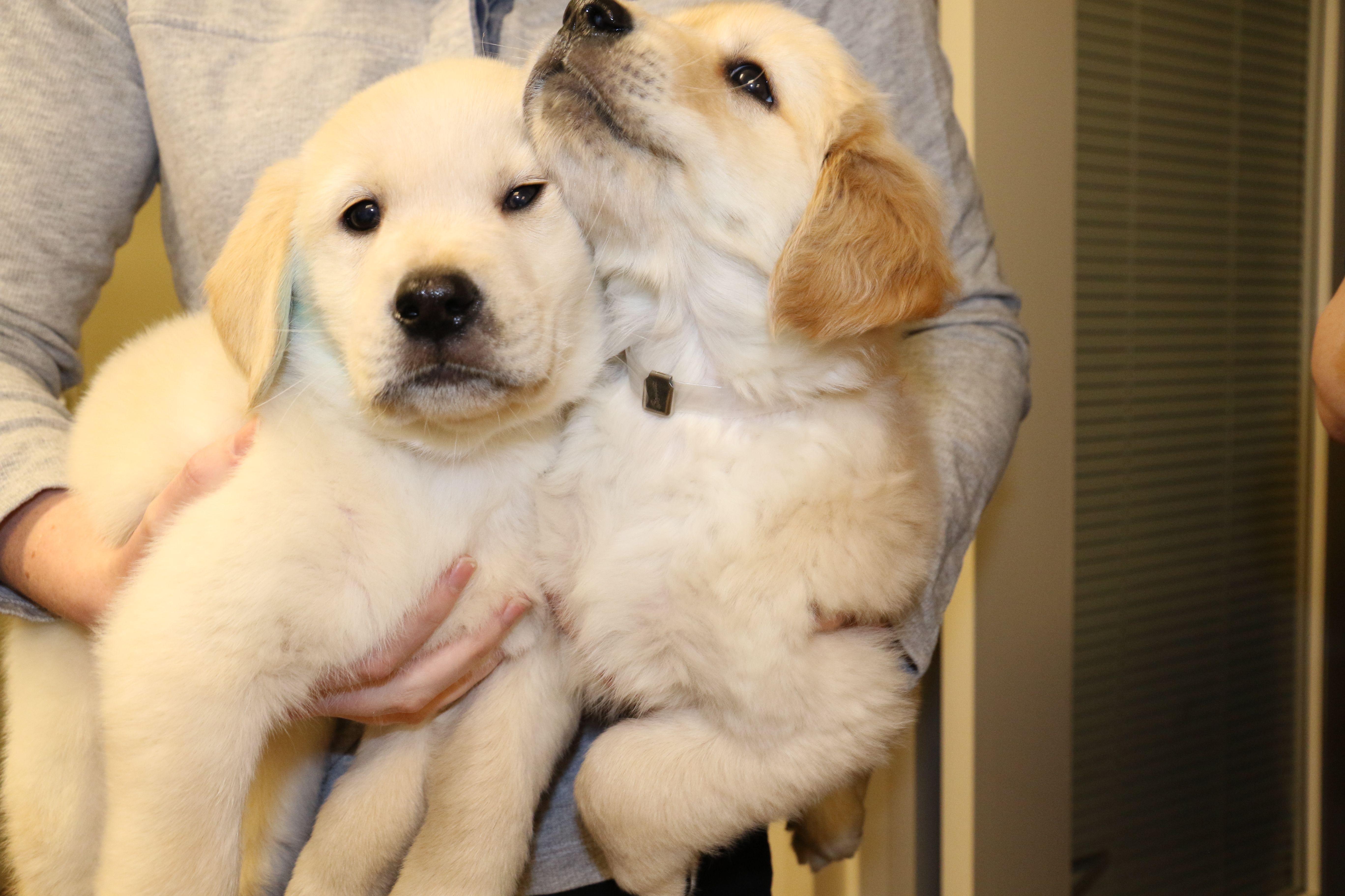 Two small yellow Lab puppies are held together in someone’s arms. Their faces are squished together. The puppy on the right has its head lifted, its nose pointed upward, which is pulling the side of the other puppy’s face upward too.