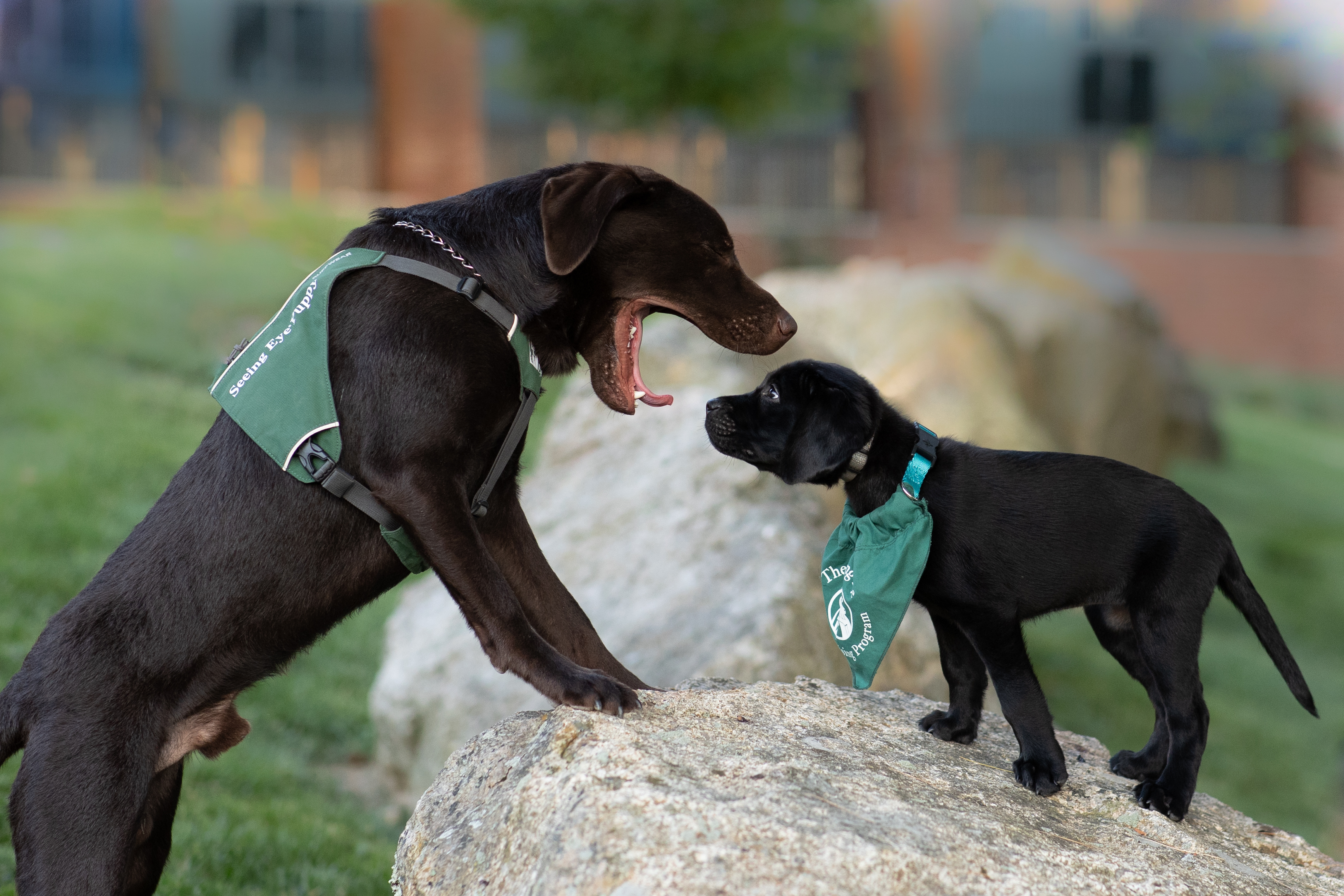 A small black Lab puppy stands on top of a large rock facing a more fully grown chocolate Lab who has its front paws up on the rock. The chocolate Lab is yawning widely with its mouth just inches from the black Lab’s face. The black Lab looks up into the other dog’s mouth. Both dogs are wearing Seeing Eye puppy vests.