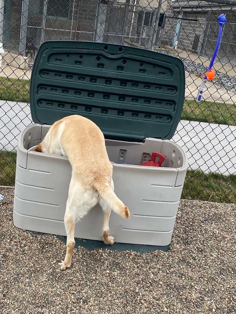 A yellow Lab is shown from behind, reaching head first into a plastic toy chest in an outdoor play yard at The Seeing Eye kennels.