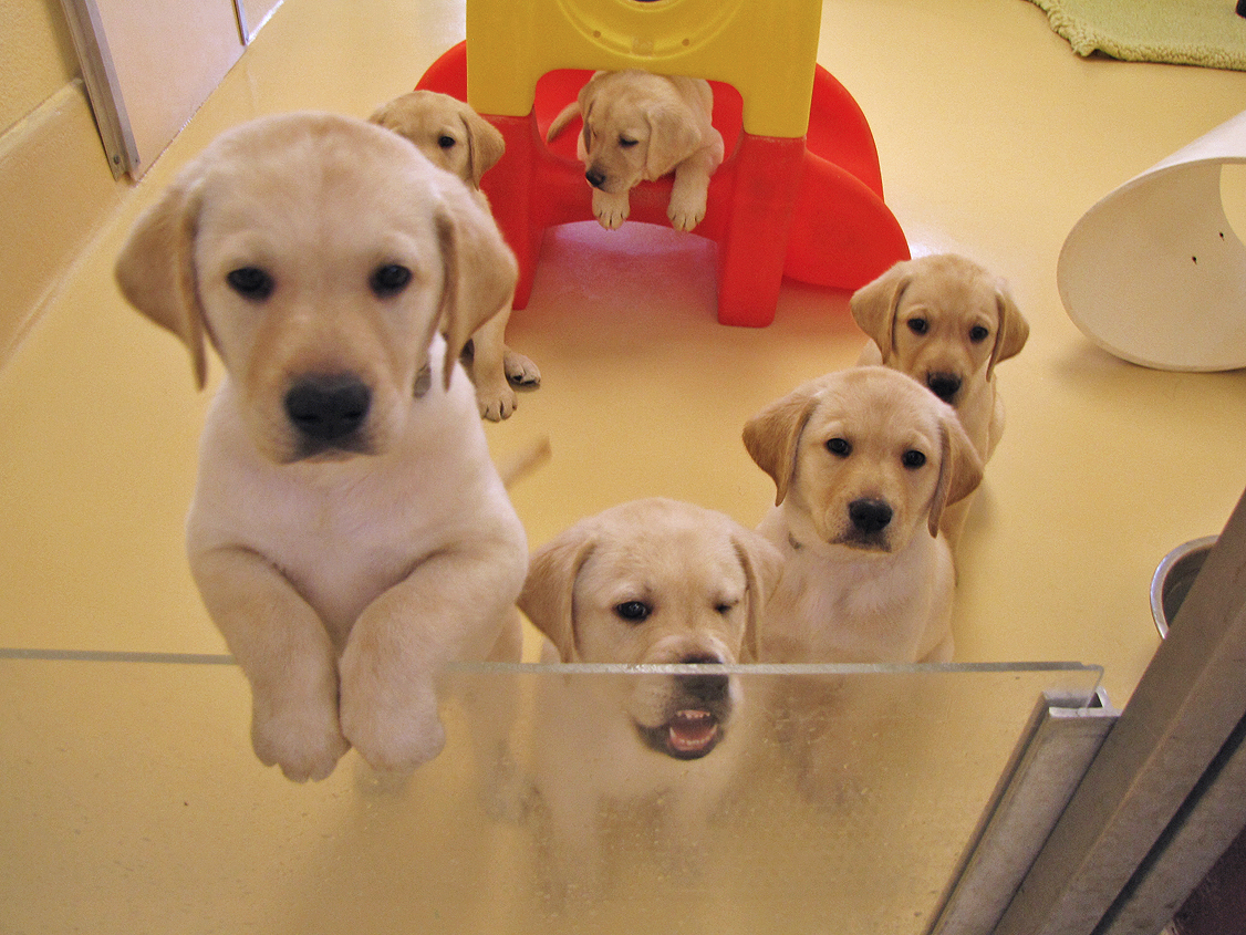 A group of yellow Lab puppies are in their pen at the Breeding Station. One puppy has their paws on the clear plastic divided at the entrance, three sit politely, and one lies on a small orange plastic slide. Unfortunately, one pup doesn't realize just how close the plastic divider is and accidentally smooshes his face against the plastic and is seen with one eye closed and a pushed-back snout.