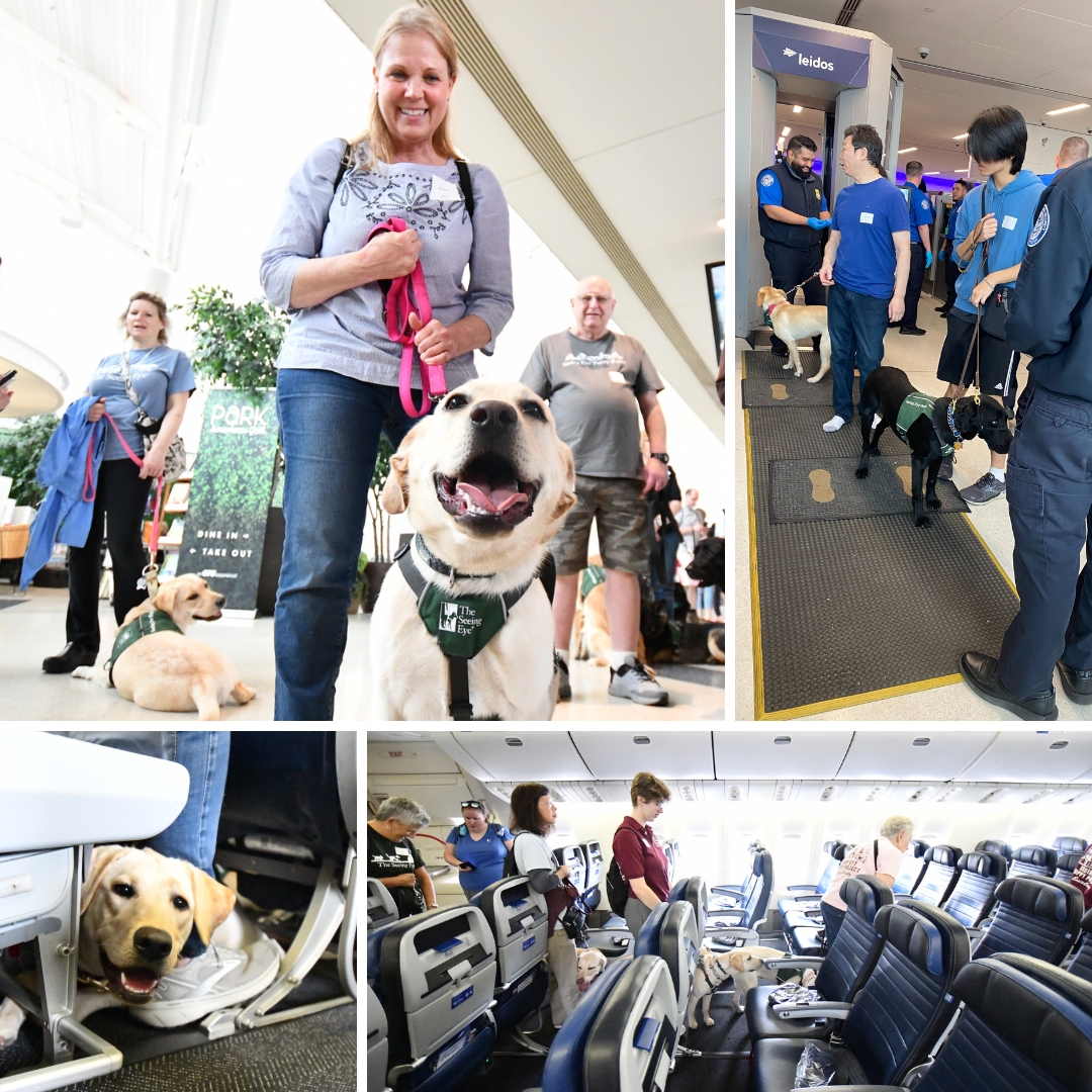 A collage of 4 photos: A smiling raiser holding her yellow Lab puppy's leash in the terminal; raisers handling yellow and black Labs through the metal detector at TSA's checkpoint; a yellow Lab head pokes out from under an airplane seat, looking at the camera as if smiling; raisers and their puppies walk down the aisle of the airplane to find seats.