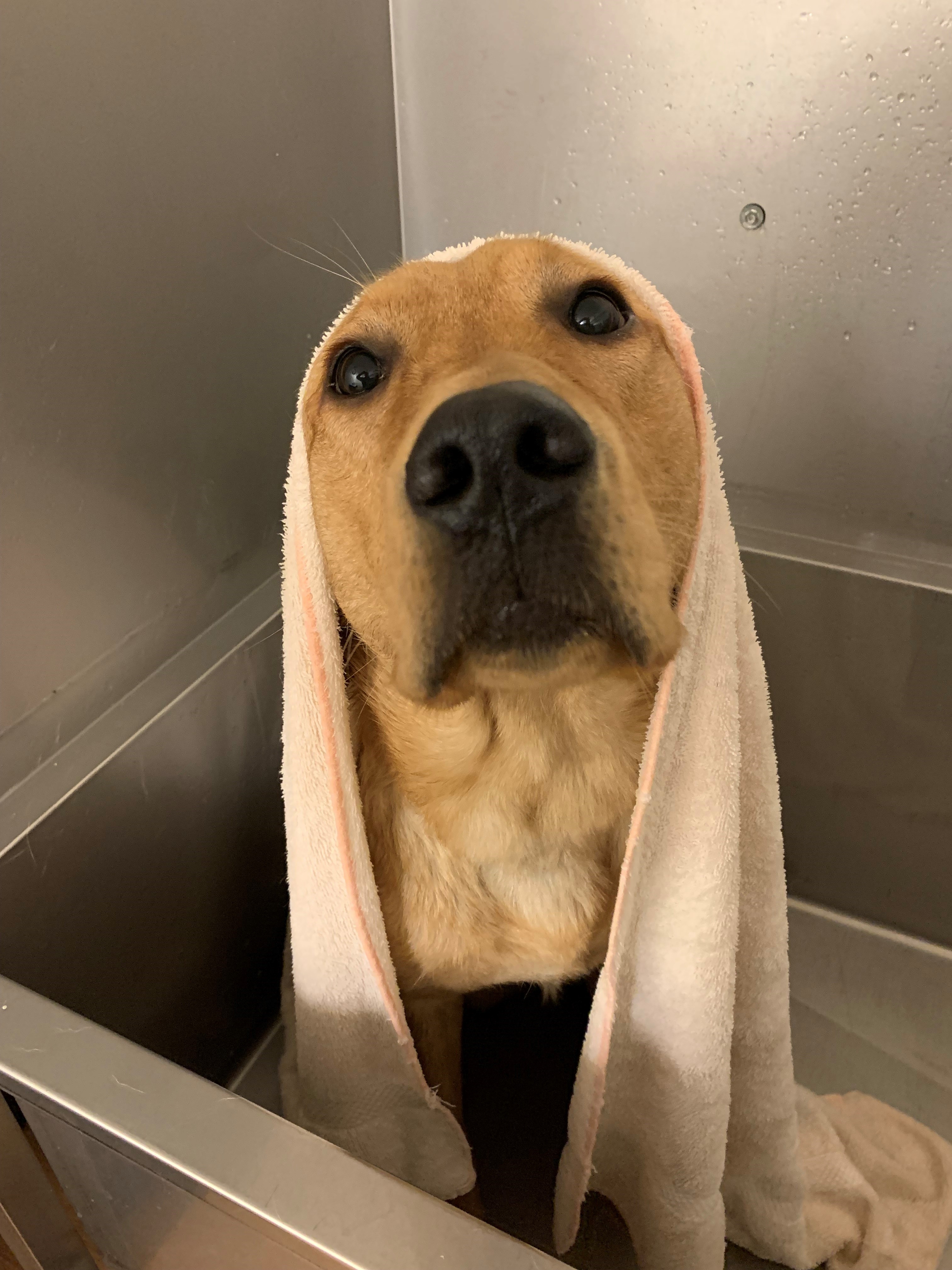 Robbie, a male yellow Labrador retriever, in a metal bathtub with a towel over his head.