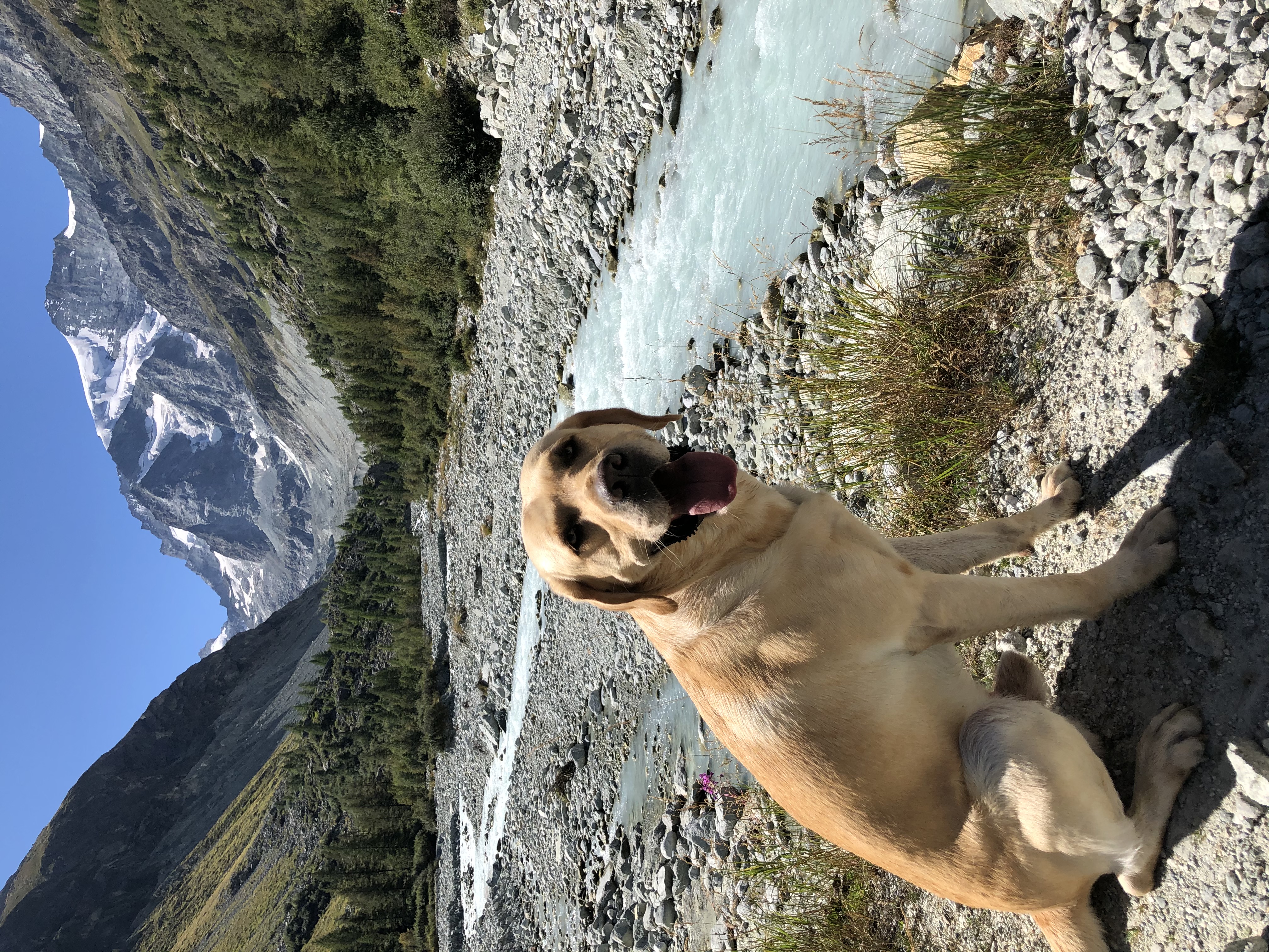 A yellow Labrador retriever sitting next to a small stream with a fast-running stream of bright blue water. In the distance behind him are mountains. Photo was taken in Switzerland.