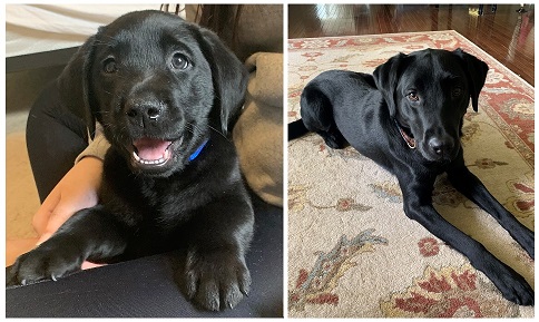 Side by side images of Hugh as a 7-week-old puppy sitting on his raiser's lap, and a full year later, resting on the living room rug. 