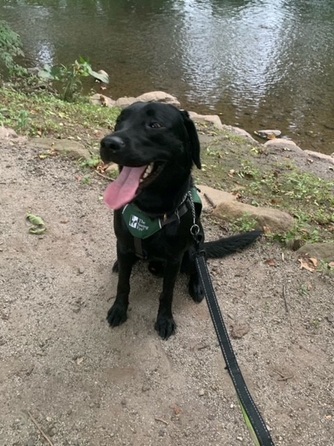 Hugh, a large black Lab, is seated on a gravel path beside a calm section of the Rockaway River. He's wearing his green Seeing Eye puppy vest and panting.