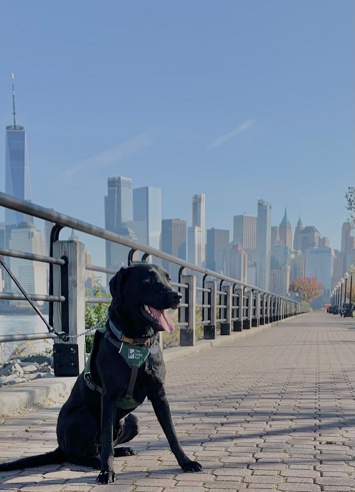The New York City skyline is in the background as Hugh, a black Lab puppy, sits on the paved waterfront walkway at Liberty State Park in Jersey City, New Jersey. 
