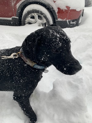 Hugh the black Lab stands in a large pile of snow and surveys his snow-filled backyard. He's covered in the white fluffy stuff.