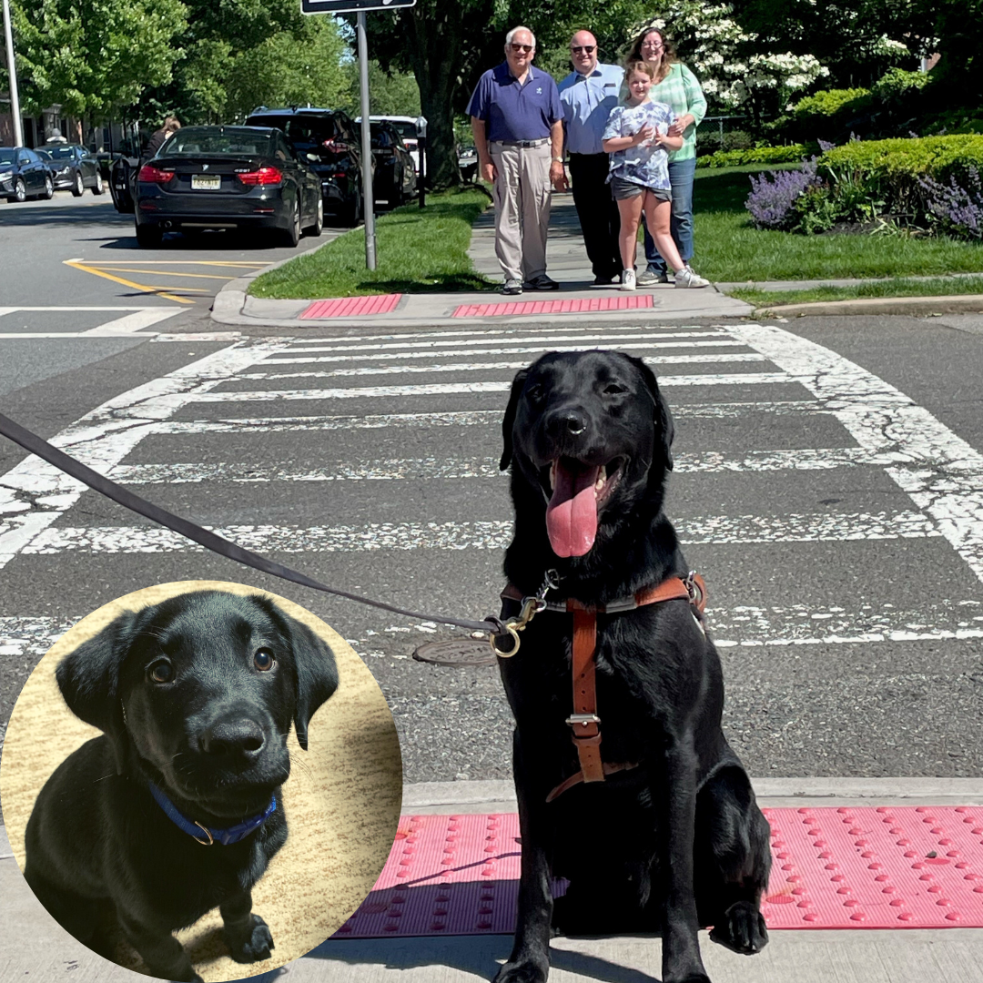 A black Lab wearing a leather harness and leash is seated on a street corner with the cross walk behind him. Across the street and behind him, his puppy raising family is standing together, smiling.