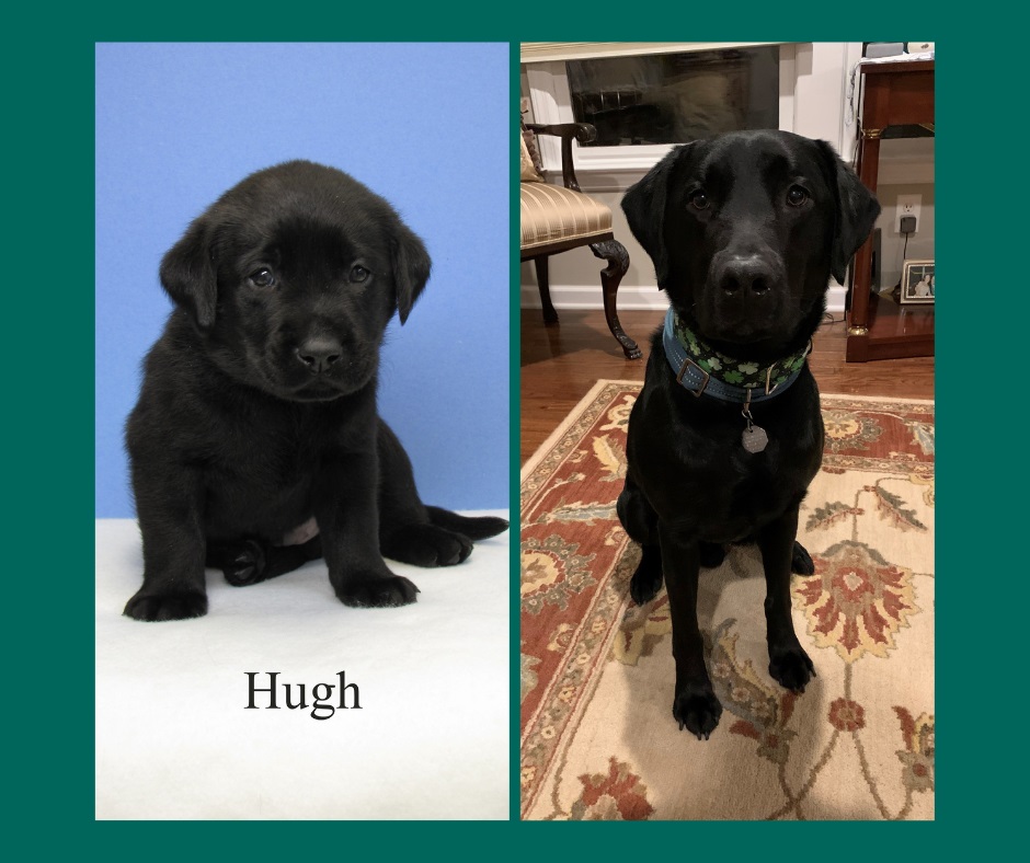 Side-by-side images of Hugh the black Lab at 6-weeks-old, and one year later. 