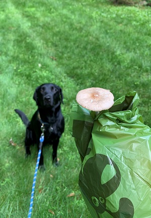 Hugh is seated in the grass, at the end of his leash. Near the camera lens, a hand, covered in a dog waste bag, is holding a white wild mushroom that was just plucked from the lawn.