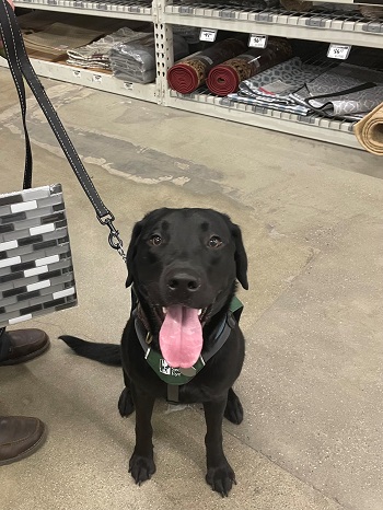 Hugh sits in the aisle at a hardware store, looking up at the camera while panting. 