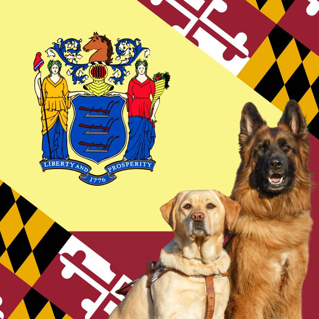 A yellow Lab and GSD in harness, seated in front of a artistic mashup of the NJ and MD state flags.