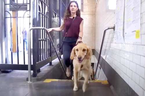 usan and her Seeing Eye dog Logan, a golden retriever, walking up stairs in a subway station