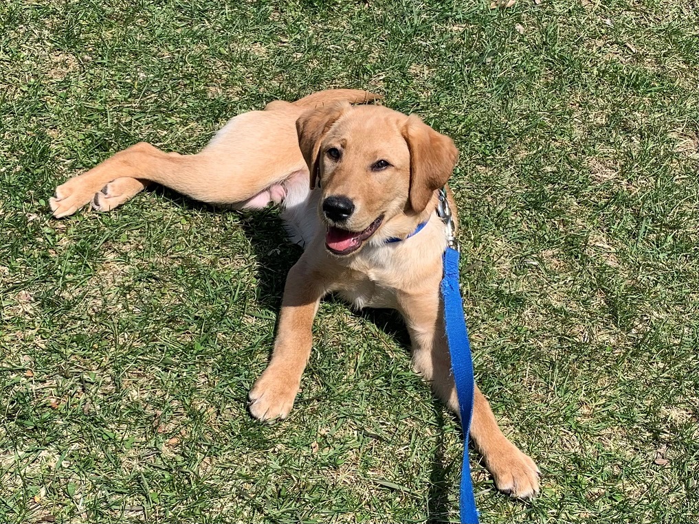 A young yellow Lab puppy is catching some rays, lying on the grass on a beautiful sunny day.