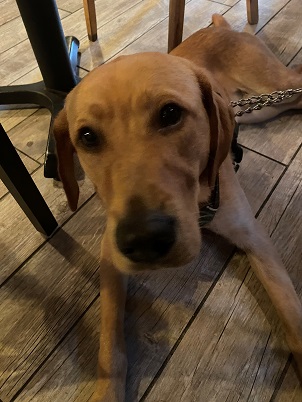 A male yellow Labrador retriever lying on the floor under the table in a restaurant.