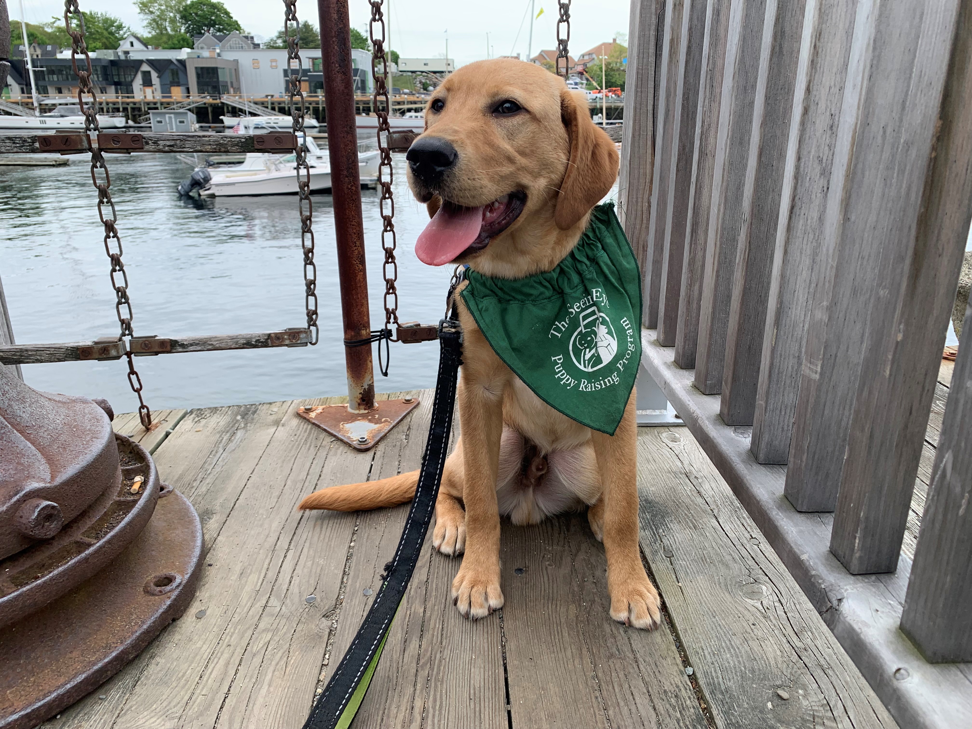 A yellow Lab puppy wearing a green Seeing Eye bandana, is seated on a dock. Small boats drift past him in the water behind him, and there are boat houses in the background. 
