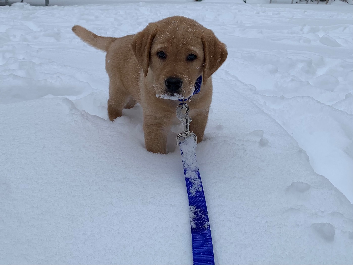 A tiny yellow Lab puppy stands confidently in a snow-covered yard. He has a white beard of snow as he looks into the camera with his warm, brown eyes.