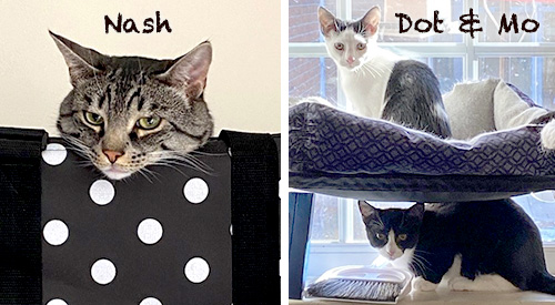 Nash, a shorthaired cat, sits with its head poking out of a bag; a Dot, a mostly white cat, sits in a cat bed on a shelf above Mo, a mostly black cat, crouched on a windowsill. Both are looking alertly at the camera.

