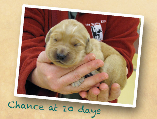 Newborn golden retriever Chance is held in a Seeing Eye staff member's hands with the caption: Chance at ten days
