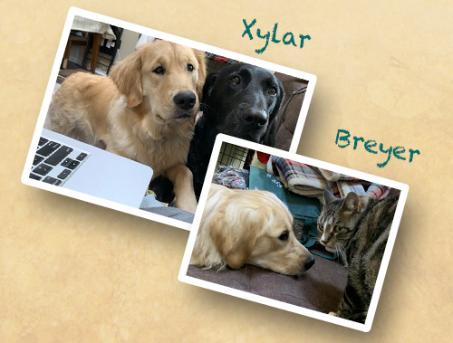 Snapshots of Chance with her puppy raiser's pets, a black Lab named Xylar and a tabby cat named Breyer.