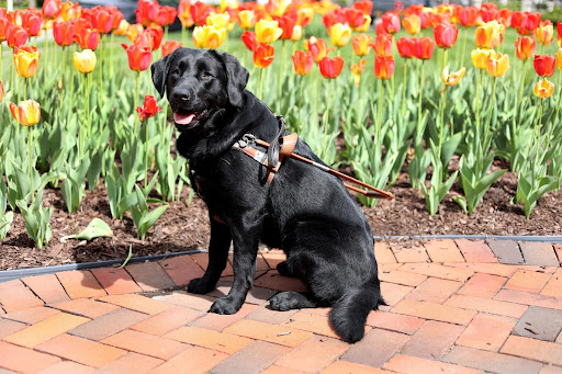 A black Lab Seeing Eye dog in harness sits in front of brightly colored tulips.

