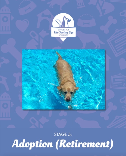 A photo of a Golden Retriever swimming in a pool above text that reads: Stage 5: Adoption (Retirement)