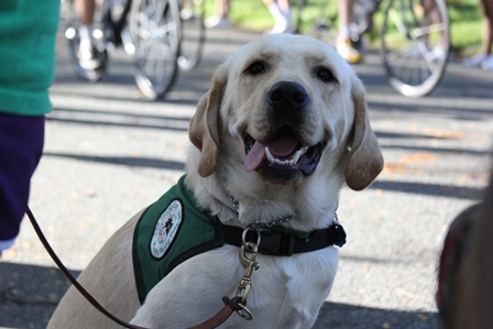 A yellow Labrador retriever, his tongue hanging off the right side of his mouth, in a green Seeing Eye Puppy Raiser Vest. Out of focus in the background are bicycles riding past.