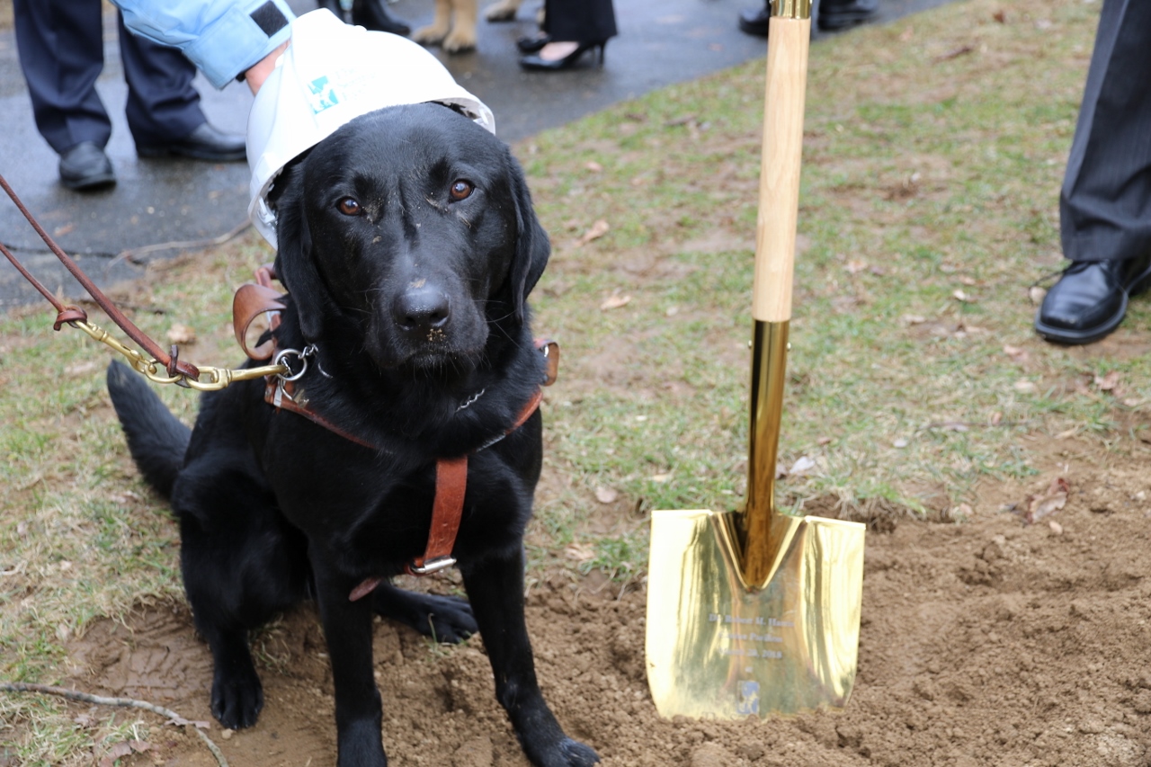 A black Lab wears his Seeing Eye harness and a white hard hat, and sits next to a golden-colored shovel in the ground.