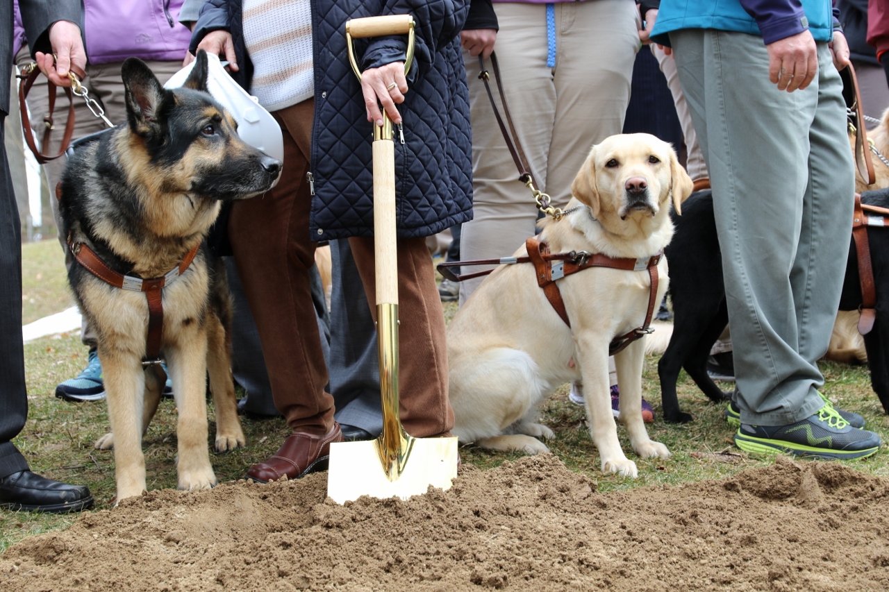 Vegas the German shepherd and a yellow Lab in training sit at the dig site with a golden-colored shovel between them.