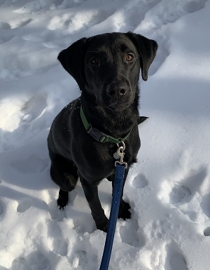 Hugh, a black Lab puppy is seated outside in the newly fallen snow. He's looking up at the camera with an excited and alert expression. 