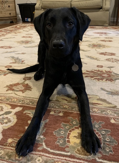 Hugh, a black Lab puppy, rests on the carpet and demonstrates the down command. He's facing the camera which accentuates his long front legs, the product of a growth spurt.