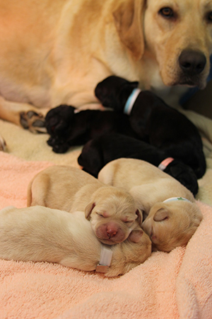 A yellow Labrador retriever mom rests with an eye on her newborn yellow and black Lab pups.