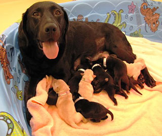 Netta, a black Lab, rests while her newborns nurse. Her mouth is open in a wide grin, as if she is expressing a proud pleasure over her new puppies.