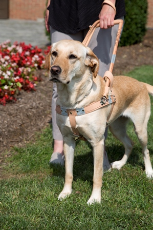 A yellow Labrador/golden retriever cross in a Seeing Eye® harness, with a woman holding the harness handle in her left hand.