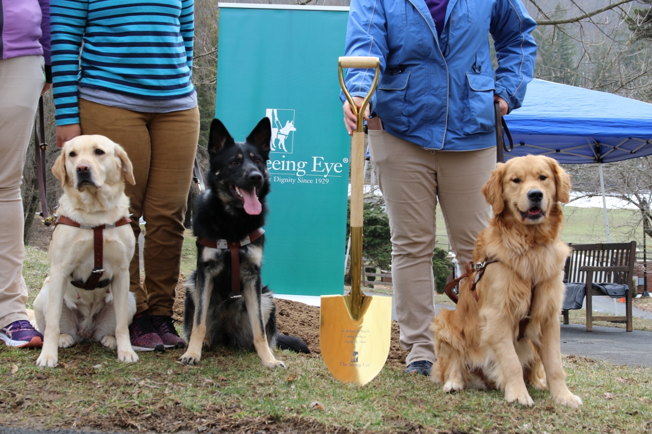 A yellow Lab, German shepherd and golden retriever sit beside a golden-colored shovel at the groundbreaking.