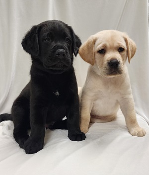 Pictured at 8 weeks old, Zeke is a male black Lab and Zara is a female yellow Lab. 