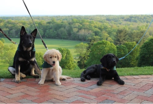 Three Seeing Eye puppies pose for a photo on the patio at Natirar – Ninety Acres with beautiful green scenery in the background. They are a black and tan German shepherd puppy, a small golden retriever puppy, and a small black Lab puppy with a colorful bowtie. 
