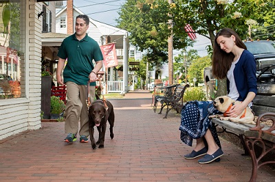 A young man is guided down a sidewalk by his chocolate Lab. On the left is a storefront and to the right, a woman sits on a bench, gently restraining her Pug, who is seated beside her.